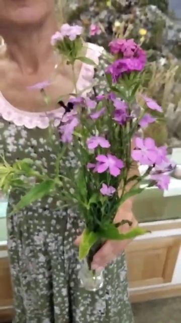 Гвоздика - пряность или цветок? смотреть онлайн