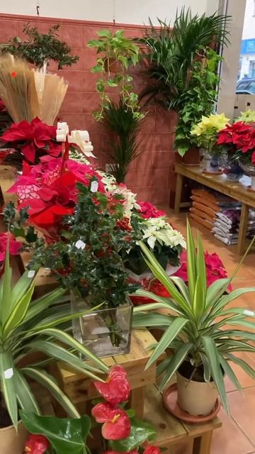 Цветочный магазин в Испании смотреть онлайн