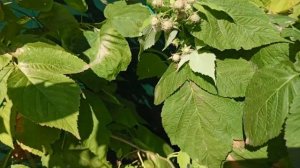 Amaranta  новинка малины