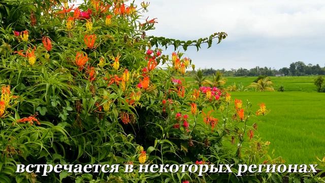 Глориоза - огненная лилия смотреть онлайн