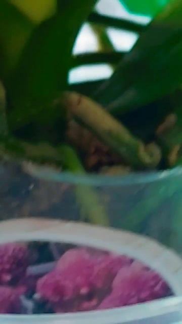 @orhorai спасибо большое вам ❤#орхидеи #flowers #орхидеидома # смотреть онлайн