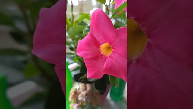 Есть на свете цветок ,алый ,алый🌿🌺🌿 смотреть онлайн