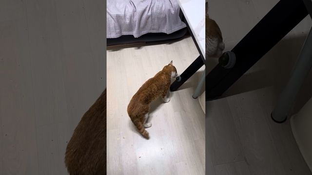 Реакция ГУЧЧИ на « кошачью мяту» смотреть онлайн