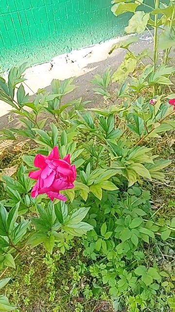 такие красивые смотреть онлайн