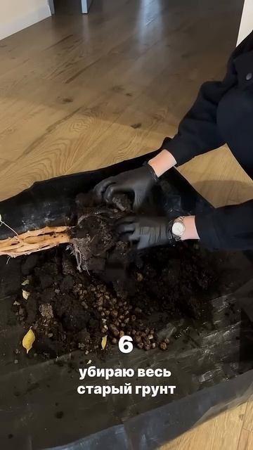 НОВАЯ ЖИЗНЬ ФИКУСА БЕНДЖАМИНА ⤵️ #комнатныерастения смотреть онлайн