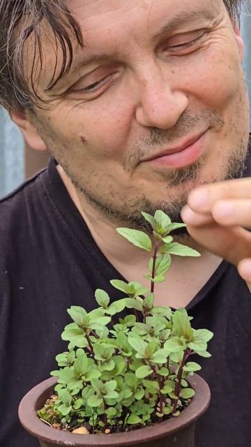 Мята в плошке - кусамоно #shorts #bonsai #сад #мята @Studio.Bonsai смотреть онлайн