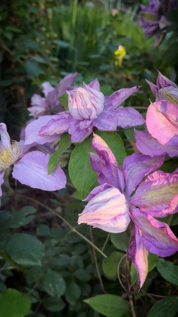 PROTEUS Клематис.Розкіш форм та кольорів. смотреть онлайн