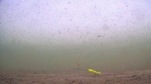 Вторая часть нашего закрытия, окуня хватают всё что опускаешь в воду.