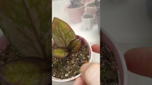 Замиокулькас вариегатный. Выращивание