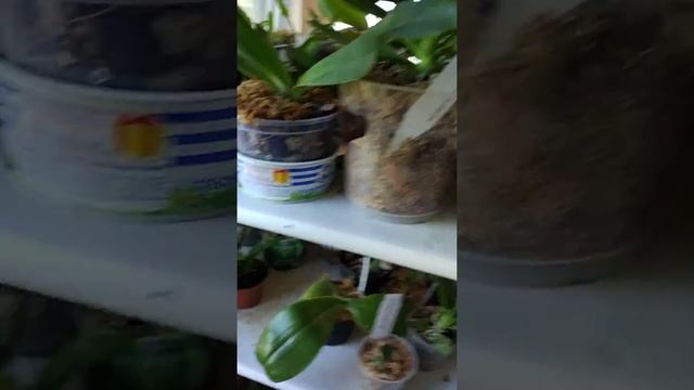 Цветение моих орхидей. Новые победы. Гонгора. Целогина смотреть онлайн