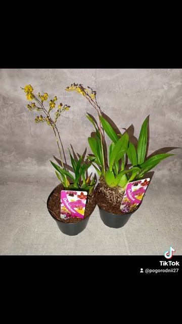 Орхидеи Онцидиум Твинкле микс! Цена 250 гривен! Бронь в ? смотреть онлайн