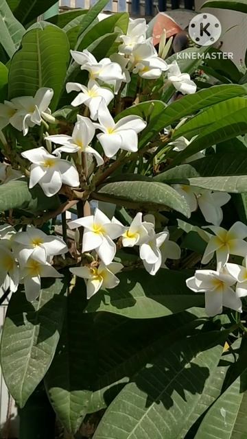 Плюмерия. смотреть онлайн