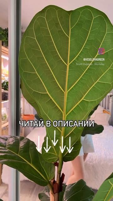 Размер листьев это раз, размер самого растения это два смотреть онлайн