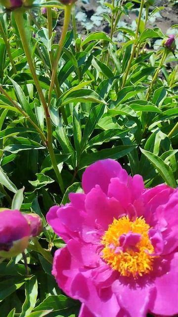 Начал распускаться и бордовый пион смотреть онлайн