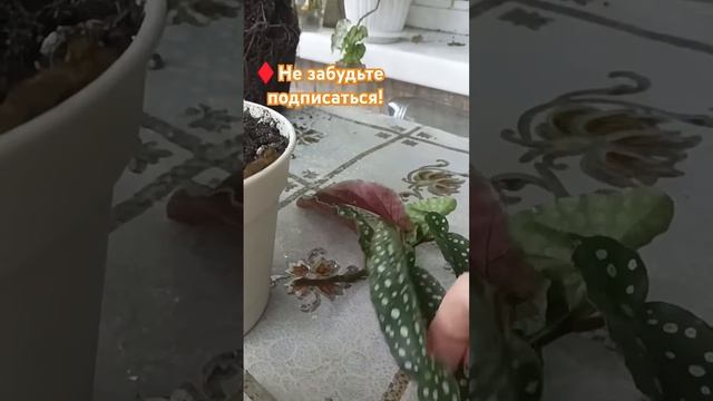 🌱Черенкуем Бегонию. #бегония #черенкование #plants #реко? смотреть онлайн