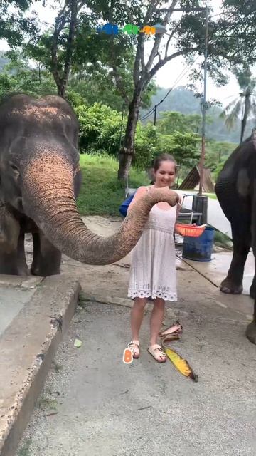 У слонов в Тайланде есть пенсия! смотреть онлайн