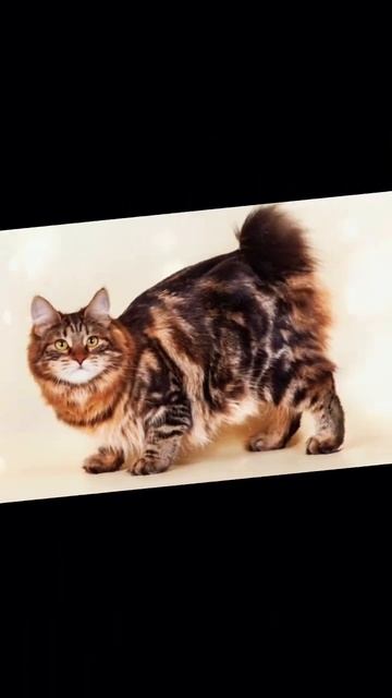 Можжевельник|Эдит|Коты воители. смотреть онлайн