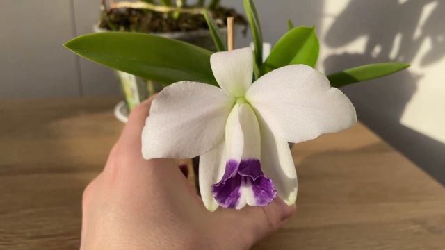 Lc. Dinard 'Blue Heaven' & Laelia pumila coerulea 'Paraopeba' - голубые орхидеи мо? смотреть онлайн