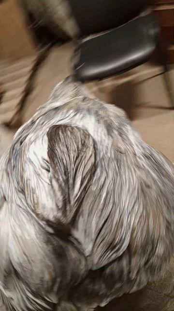 волк кедр смотреть онлайн