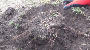 Как правильно пересадить смородину и формировать кус?