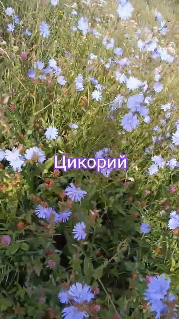Цикорий смотреть онлайн