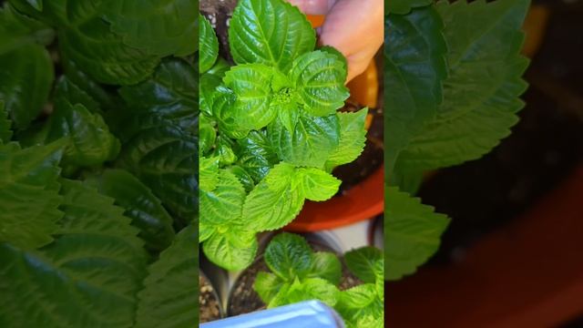 ПИОНы из ОБИ,не удержалась😎Полуфабрикат ГОРТЕНЗИЙ смотреть онлайн