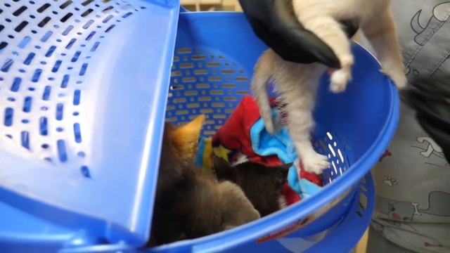 Котята у ветеринара смотреть онлайн