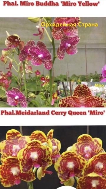 Удачная генетика. KK819 Phal. Miro Buddha 'Miro Yellow' x Phal. Meidarland Cherry Qu смотреть онлайн