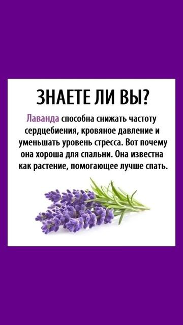 Лаванда поможет снять стресс и уснуть #лаванда #стресс смотреть онлайн