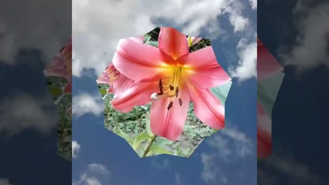 Дом с лилиями смотреть онлайн