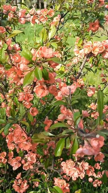 Весна и весеннее разноцветье #2025 #апрель #цветы #растен смотреть онлайн