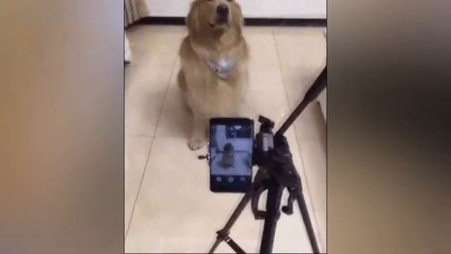 Смешные и милые друзья наши меньшие