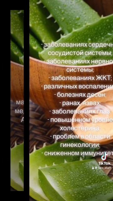 #Свойства_алоэ #магия #рируал #таро #ясновиденье смотреть онлайн