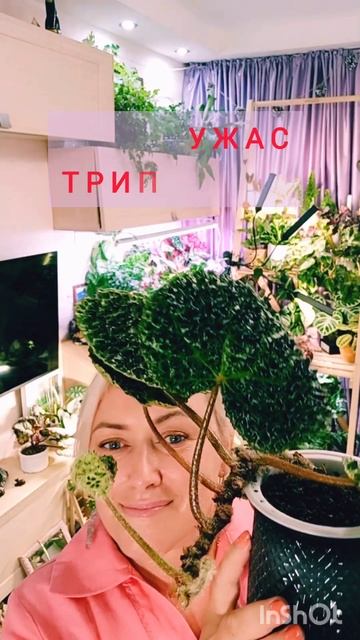 Бегония Меланобулата 💘💘💘 смотреть онлайн