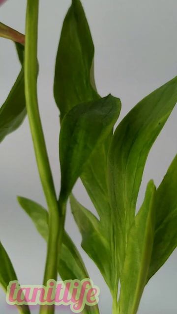 Пион из холодного фарфора. смотреть онлайн