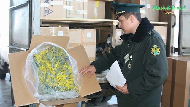 Снят запрет на провоз мимозы! История с задержанием на смотреть онлайн