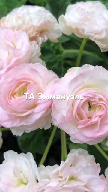 Цветение пеларгонии ТА Эммануэль. смотреть онлайн