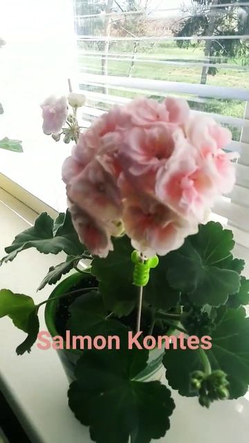 Пеларгонія зональна "PAC Salmon Komtess" смотреть онлайн