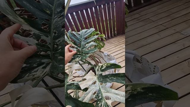 Монстера вариегатная гигант😍 #plants #цветы #garden #растен? смотреть онлайн