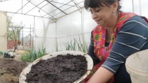 Май всю себя отдай. Главное не упахаться! Выращиваем плодовые деревья из семечек и косточек.