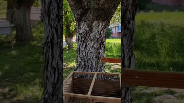 Выставка декоративных животных в праздничный день 9 М? смотреть онлайн