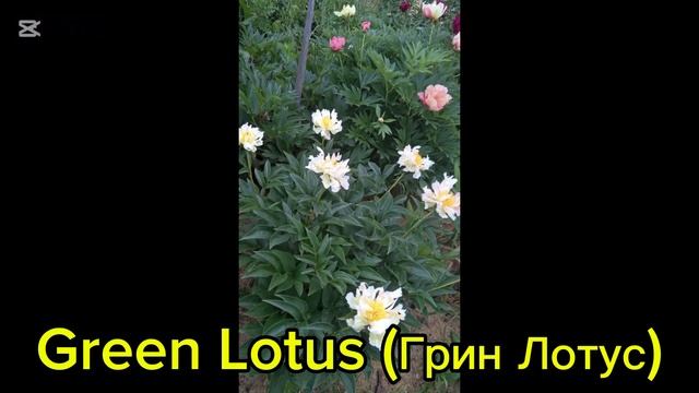 Пион Грин Лотус смотреть онлайн