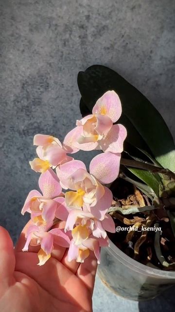 Парфюмерная фабрика Oriental (Oranje) 🌸 Домашнее цветение ар смотреть онлайн