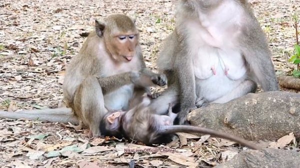 #Monkey and baby monkey Peanuts eating   #Обезьянка и обезьянка ест арах?