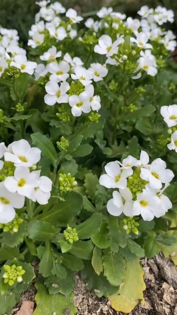 Обриета смотреть онлайн