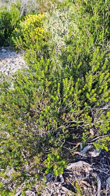 РОДОС, можжевельник на камнях.RHODES, juniper on rocks. #nature #flowers смотреть онлайн