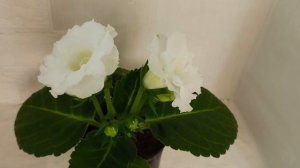 Глоксинии 2025