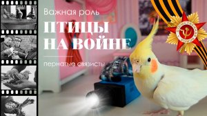 Птицы на войне