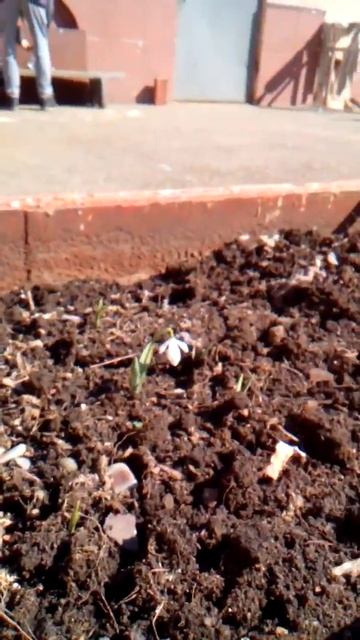 Редкий подснежник смотреть онлайн