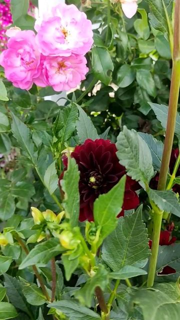 #Георгины# смотреть онлайн